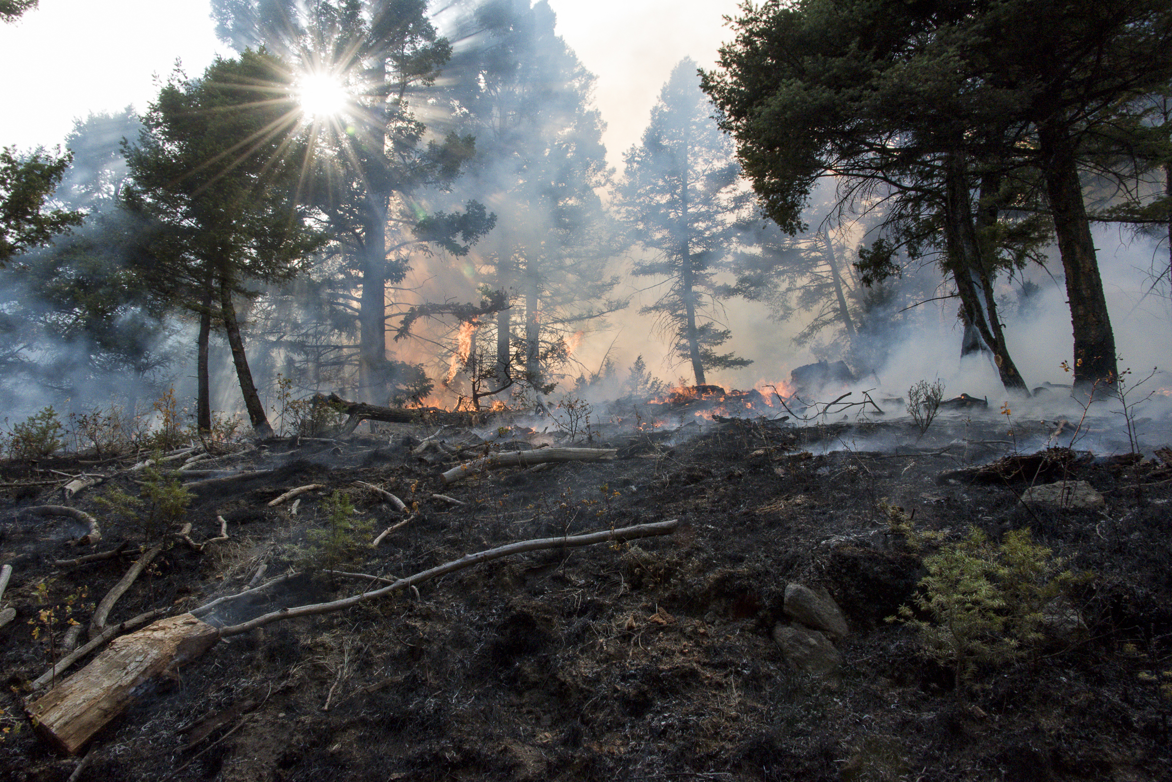 <p>Flames from a back-burn operation west of Whitetail Road burn through ground fuels between the ro