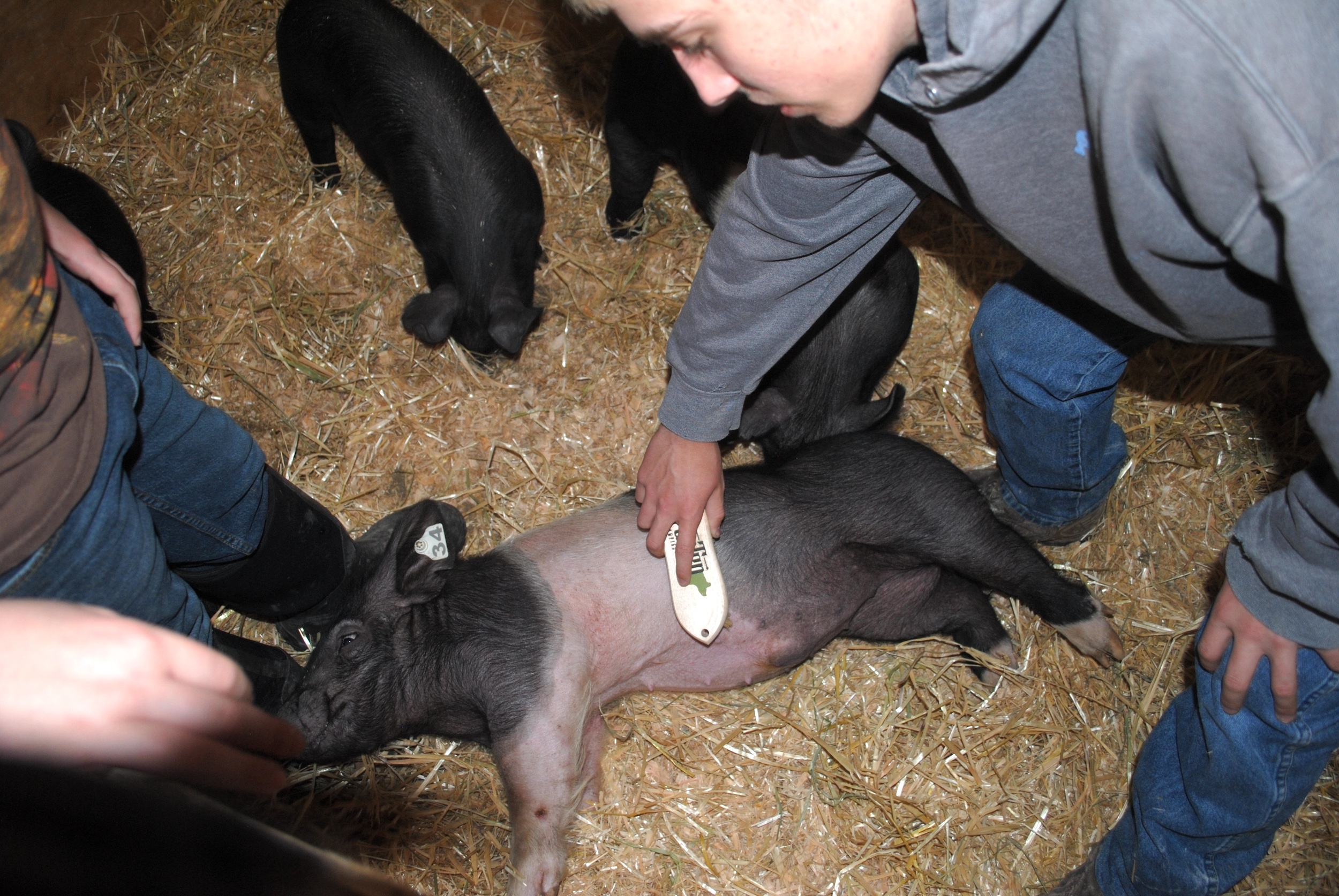 4-H veterans aim to nurture happy, tasty pigs 